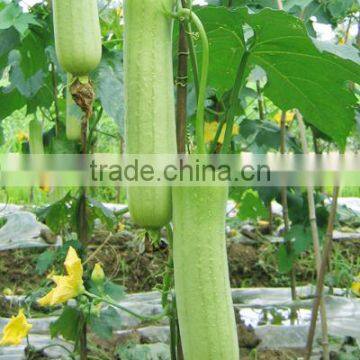 2016 Hybrid luffa seeds Sponge gourd for sale-White jade