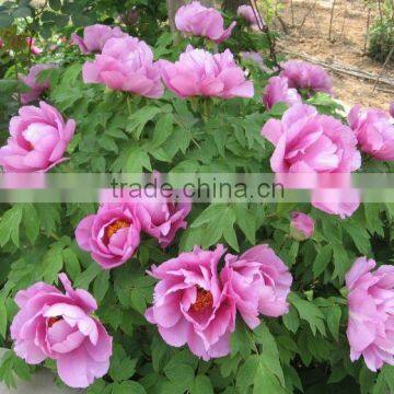 Paeonia Suffruticosa Andrews Peony Seedling