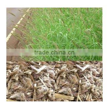 Indian Dinanath grass seeds Pennisetum pedicellatum Rajasthan Asia India