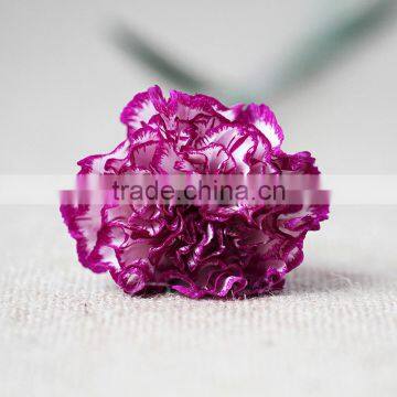 Wholesale fresh carnation cut flower prices