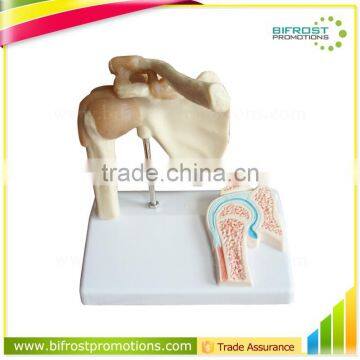 Shoulder Plastic Education Human Body Anatomy Model