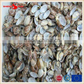 Grade A Standard IQF Baby Clam Meat photo-2