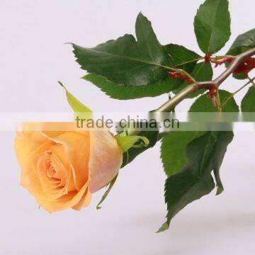 Cheap Wholesale Natural Fresh Cut Rose Flower Sweet Pink 20Stems/Bundle Export Flower Wholesale From China photo-2