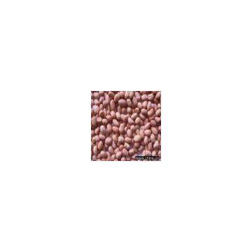 Sell Peanut Kernels (Round Type) 35/40