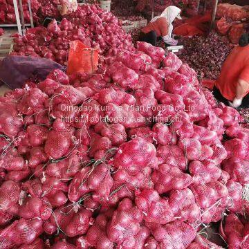 Fresh Onion photo-5