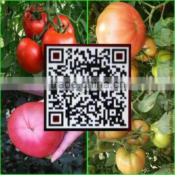 China's shandong province, the best fresh tomato/tomato, exported to Europe and America, southeast Asia and India