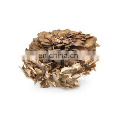 Best Selling Maitake Mushroom Powder/Maitake Mushroom Extract Powder/Grifola Frondosa Powder photo-2
