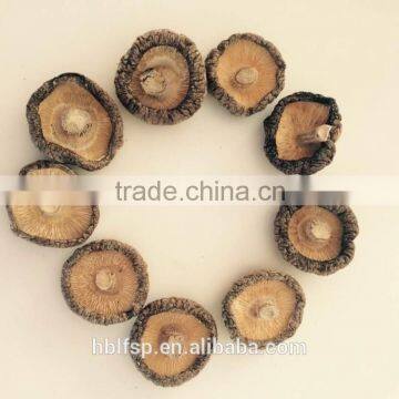 Polish Dried Magic Mushrooms photo-2