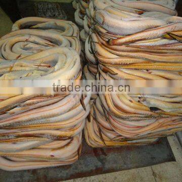 Conger Eel