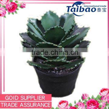 Tianjin Taibo dark green leaves PE indoor fake decorative cactus for sale