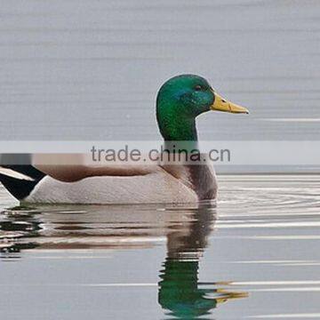 Full Boday Plastic Motorized Duck Decoy for Hunter Hunting Wholesale