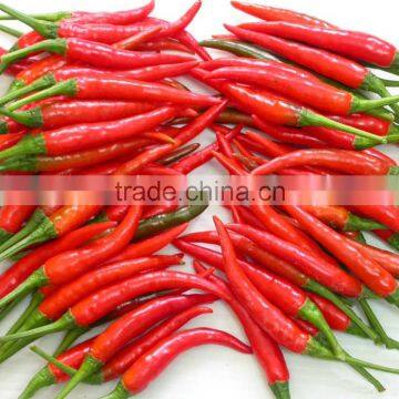 Fresh Red Chilli