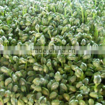 Wheat/grass/bean Growing Machine, Barley Sprout Machine Hydroponics Animal Fodder photo-6