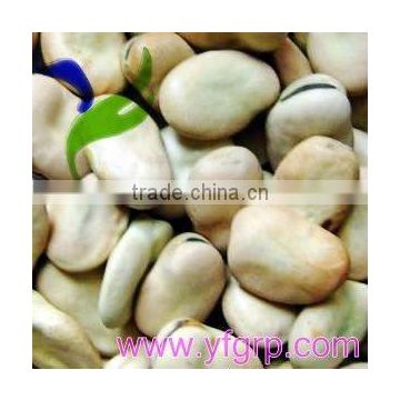 Dry Fava Beans for sale