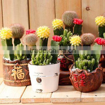 indoor flowering cactus succulent plants