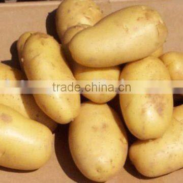 Fresh Chinese Potato Packing in Box and Carton photo-5