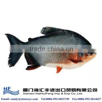 Frozen fresh pacu fish for sale