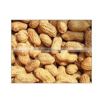 Roasted Chinese Peanut in Shell photo-2
