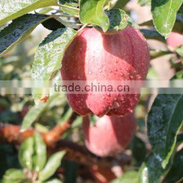 2016 New crop New season Huaniu apple