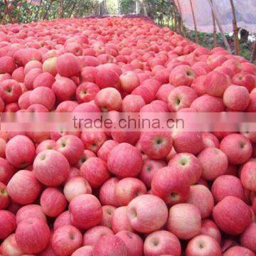 2016 Fresh Fuji Apple From China Fresh Fuji Apple Price photo-5