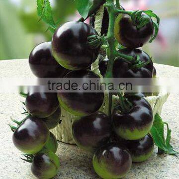 Hybrid Black Purple Cherry Tomato Seeds For Sale-Purple Bright