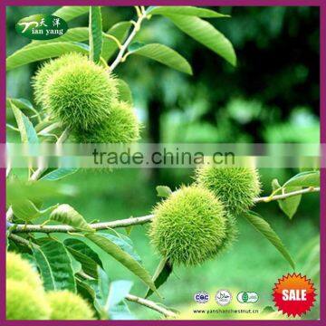 Organic Fresh Chestnut Nuts for Sale