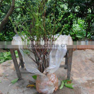 Syzygium Samarangense Tree Seedlings, Java Apple, Semarang Rose-apple, Wax Jambu photo-4