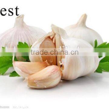 FRESH GARLIC 5CM