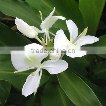 White ginger lilly oil