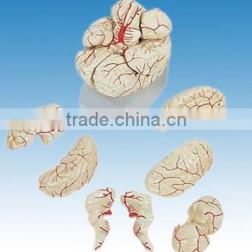 Human Brain with Arteries (Model)