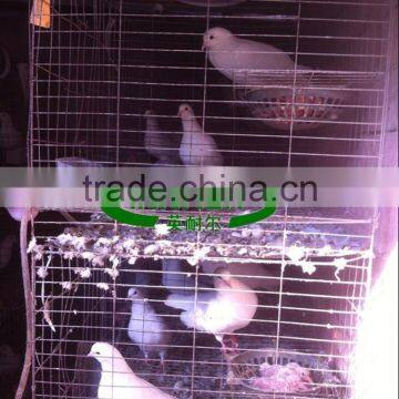 Qatar Poultry Farm Racing Pigeon Cage photo-4