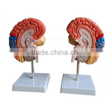 Colorized Handmade Anatomical Human Organs Brain Model photo-2