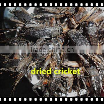 High Protein Microwave Dried Crickets photo-2