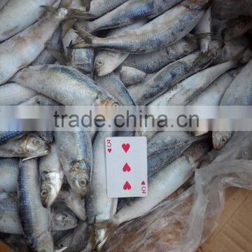 Sardine for Bait photo-6