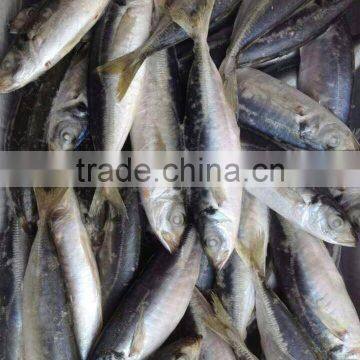 Land frozen horse mackerel whole round