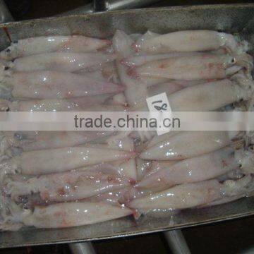 Frozen squid (sleeve fish, loligo squid) Y-002