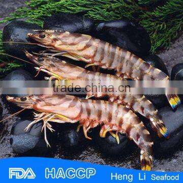 HL002 Frozen shrimp seafood for export