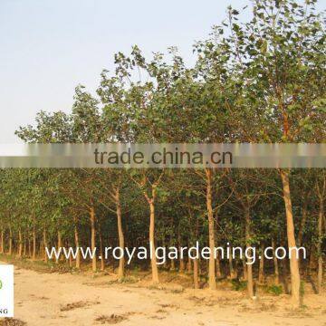 Ficus Religiosa landscaping project trees