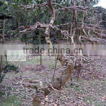 Ginkgo biloba bonsai big S shape trees