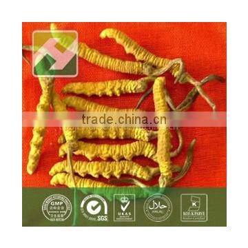 Wild Dong Chong Xia Cao Chinese Caterpillar Fungus Cordyceps Sinensis photo-2