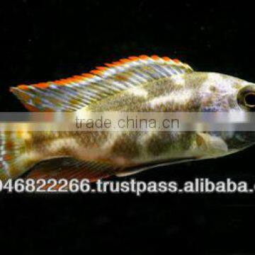 Cichlid Fish Farm for Sale and Export photo-2