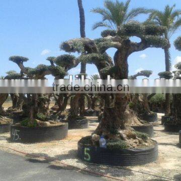 Centenary Olive Tree photo-2