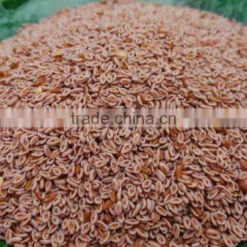 Psyllium Seed photo-2