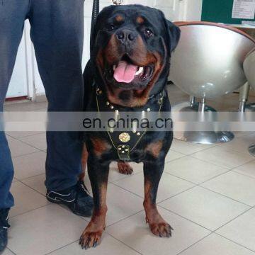 Adjustable heavy duty leather dog leash and harness