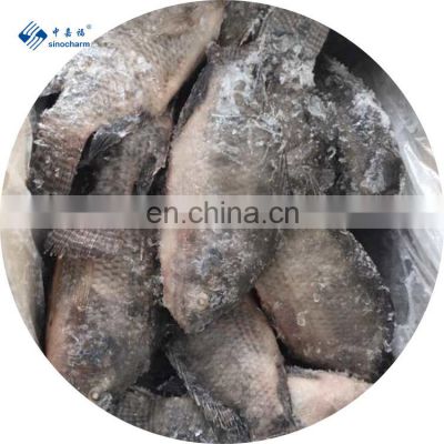 Frozen Whole Round Tilapia Manufacture Niloticus Frozen Fish Seafood Black Tilapia