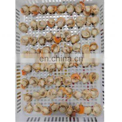 Frozen Farreri Scallop Frozen Scallop Meat photo-2