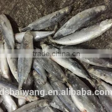 Frozen Slender Mackerel for sale with size 55 - 70 pcs /10 kg