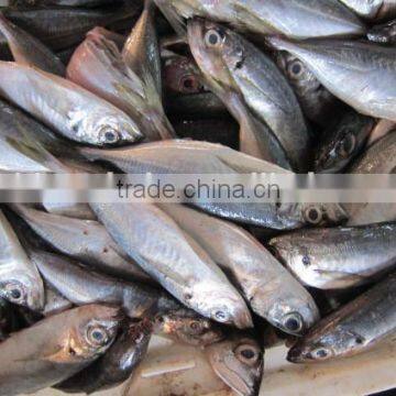 14-16cm Zhejiang original frozen horse mackerel