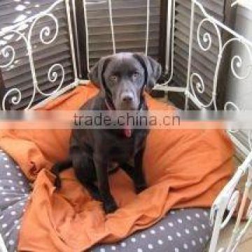 iron pet house,pet bed,dog house,dog bed