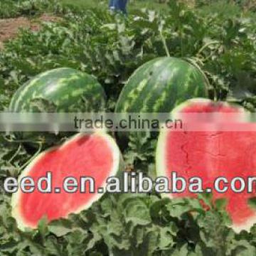 XG Chinese good quality seedless watermelon seed for sale